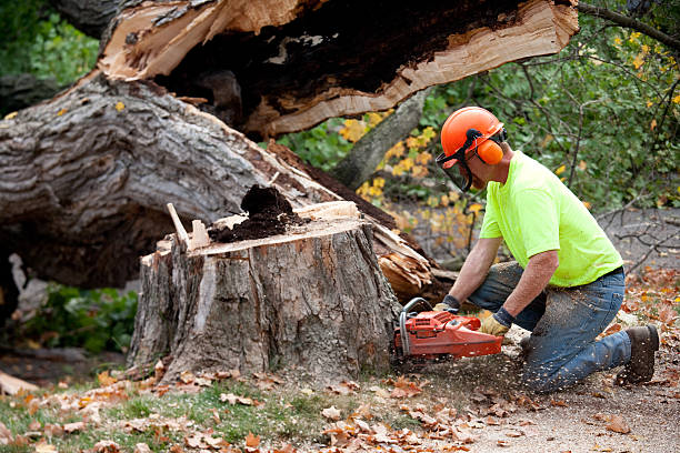 Emergency Storm Tree Removal in Shippensburg, PA